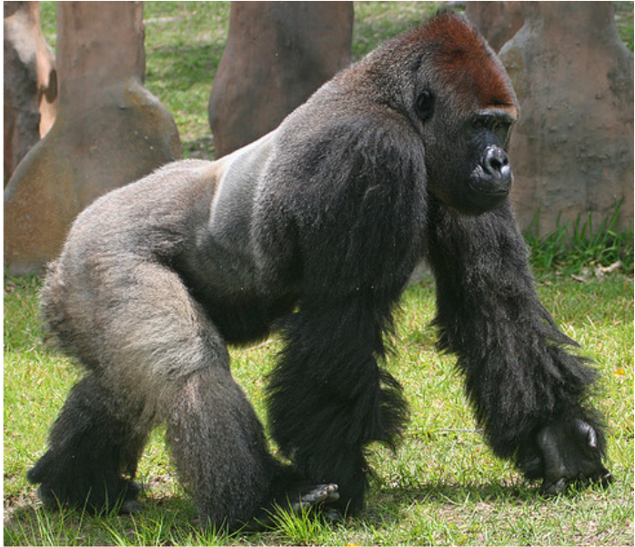 gorilla penis siz